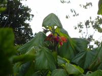  botanischer Garten