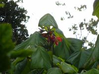  botanischer Garten