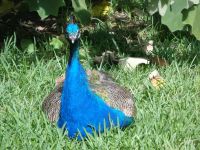 Évora, Pfau