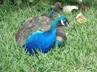 Évora, Pfau