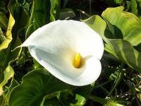 ...eine Calla in der freien Natur