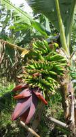 022_Bananen