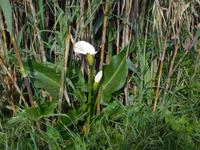 024 Gladiole