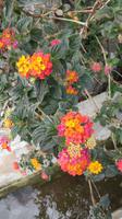 034_wunderschöne Blüten