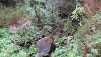 057_wie im Urwald