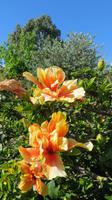 079_im Kräutergarten bei Esmeralda