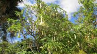 081_im Kräutergarten bei Esmeralda - Tropetenblume