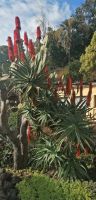 100 Botanischer Garten in Funchal