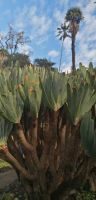 101 Botanischer Garten in Funchal