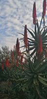 102 Botanischer Garten in Funchal