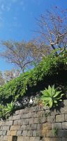 103 Botanischer Garten in Funchal