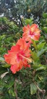 104 Botanischer Garten in Funchal