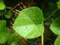 nach einem kurzen Regenschauer