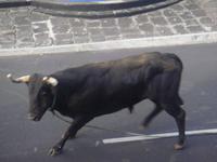 Stierkampf auf Terceira