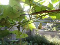 Wanderung von Marocos nach Machico-Pimpinela Frucht