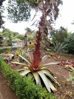 Botanischer Garten Funchal