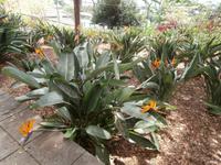 Botanischer Garten Funchal