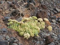 Wanderung zum Ostkap von Madeira nach Ponta Sao Lourenco