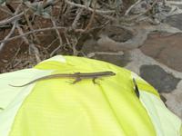 Eidechsenalarm beim Picknick