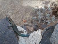 Eidechsenalarm beim Picknick