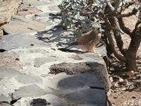 Wanderung zum Ostkap von Madeira nach Ponta Sao Lourenco-kleiner Falke