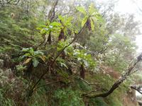 Wanderung zu den 25 Quellen im Tal von Rabacal