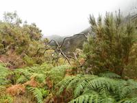 Wanderung zu den 25 Quellen im Tal von Rabacal