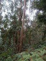 Eukalyptuswald bei der Wanderung zu den 25 Quellen