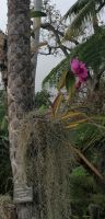 106 Ordchideen im Botanischer Garten in Funchal