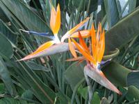 Madeiras Blumen-Strelitzen