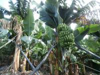 Madeiras Bananen-die Kleine