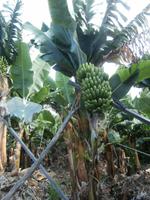 Madeiras Bananen-die Kleine