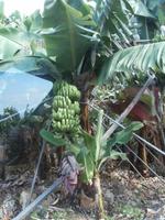 Madeiras Bananen-die Kleine