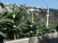 Madeiras Bananen-die Kleine