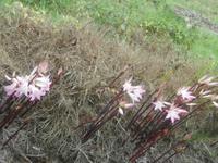 Madeiras Blumen-Amarylusblüten