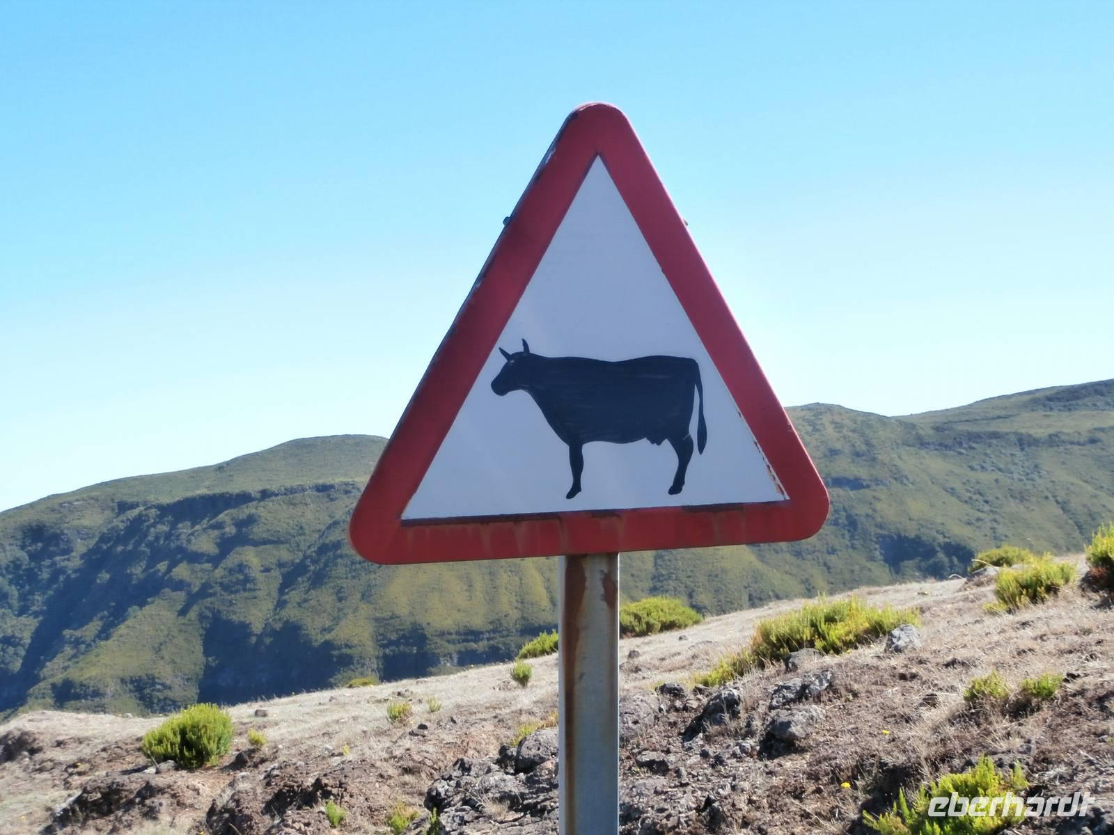 2 Bein Kühe auf Madeira-laut Alberto