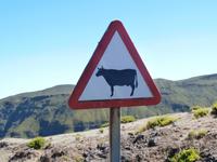 2 Bein Kühe auf Madeira-laut Alberto
