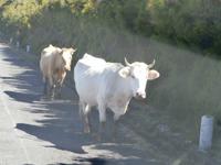 Paul da Serra-Madeira-freilaufende Kühe