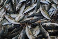 078. Fisch in der Markthalle