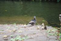 117. Enten in Alte