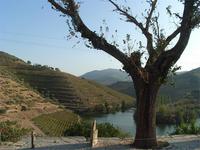 Blick ins Douro-Tal