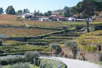 Die Weinberge im wunderschönen Douro-Tal