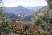 Die Weinberge im wunderschönen Douro-Tal
