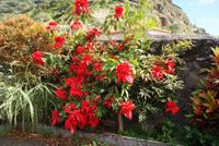 Madeira-Silvester im Atlantik 29.12.15-05.01.16