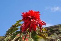 Madeira-Silvester im Atlantik 29.12.15-05.01.16