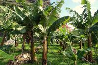 Madeira-Silvester im Atlantik 29.12.15-05.01.16