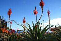 Madeira-Silvester im Atlantik 29.12.15-05.01.16