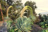 Schwanenhals Agarven