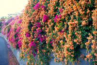 Madeira-Silvester im Atlantik 29.12.15-05.01.16