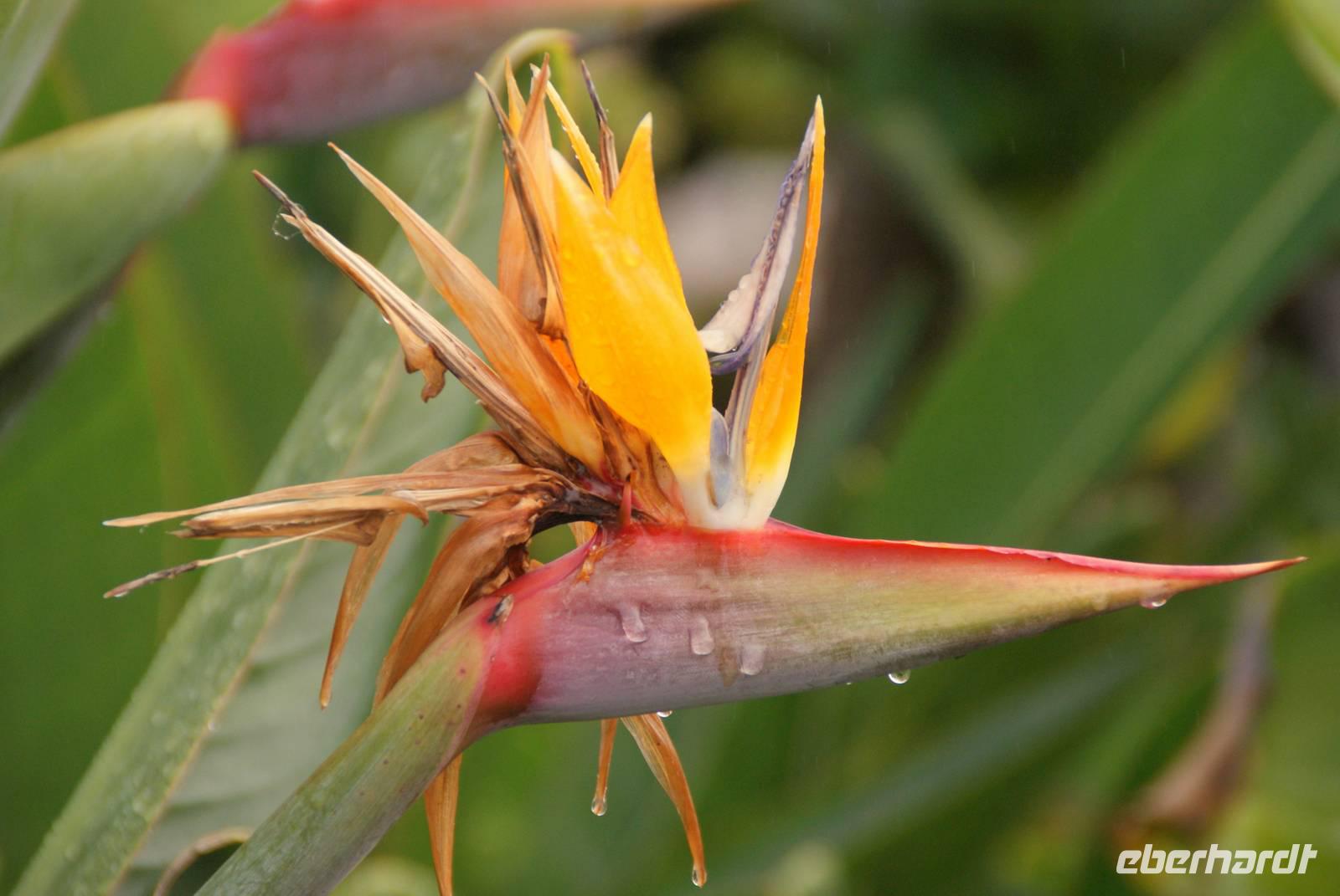 Madeira-Silvester im Atlantik 29.12.15-05.01.16